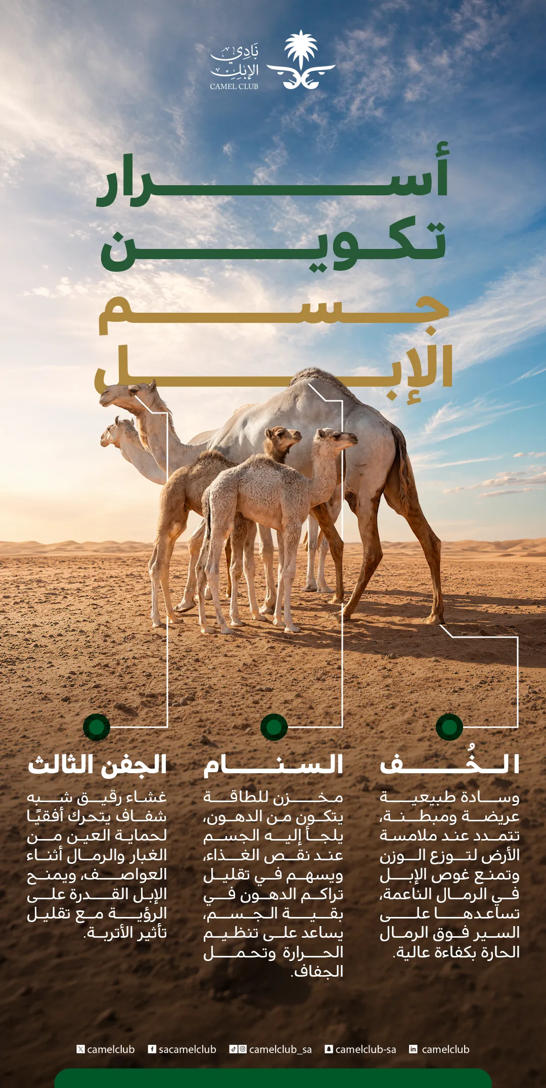 أسرار تكوين جسم الإبل
