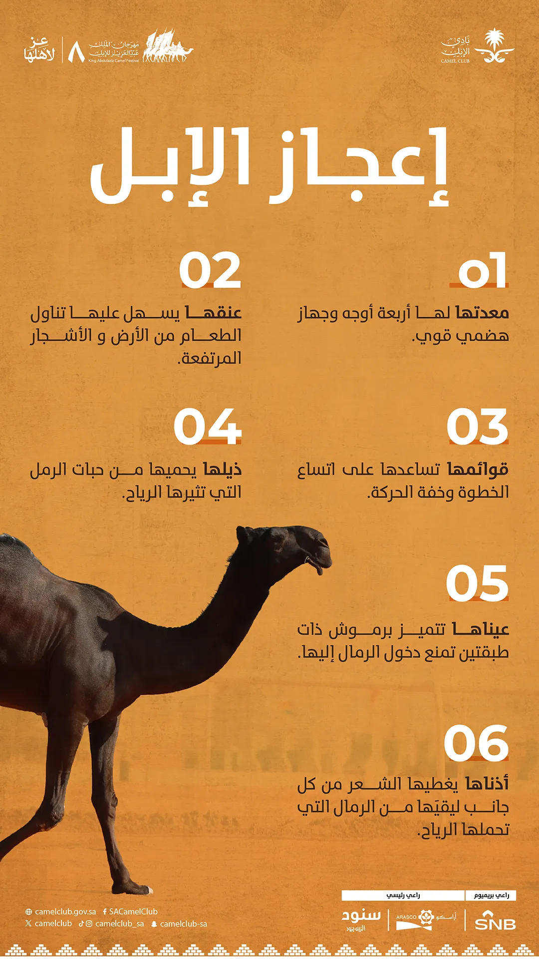 إعجاز الإبل